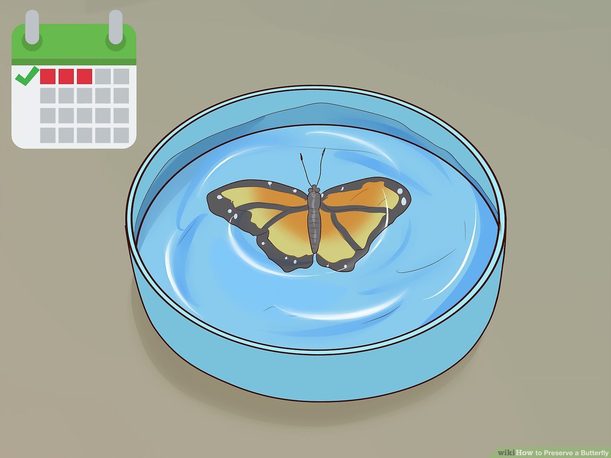 How to Preserve a Butterfly You are currently viewing How to Preserve a Butterfly